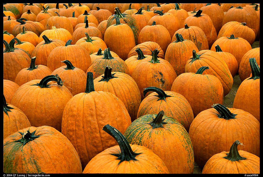 Pumpkins in a patch, near Pescadero. San Mateo County, California, USA