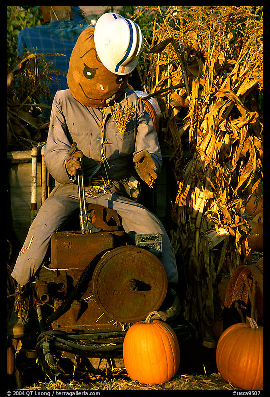 Scarecrow, Pumpkin patch. San Jose, California, USA