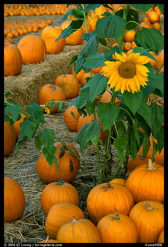 Sunflower and pumpkins. San Jose, California, USA