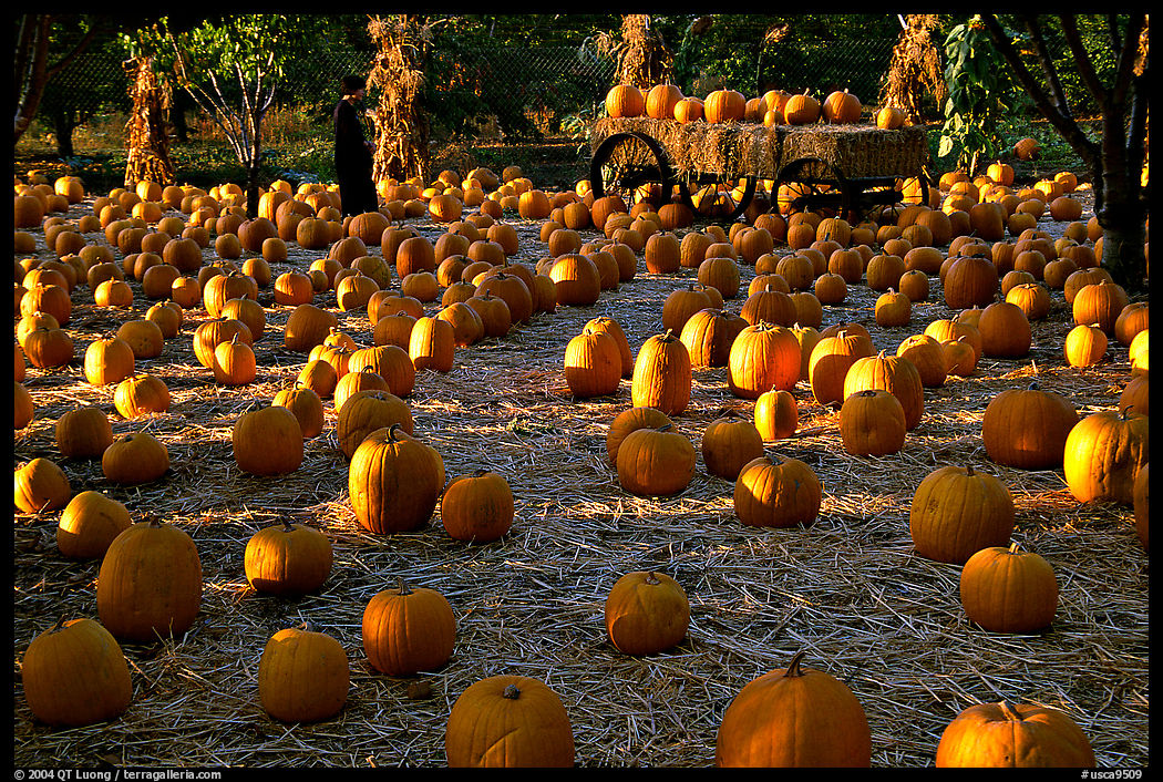 Pumpkin patch. San Jose, California, USA