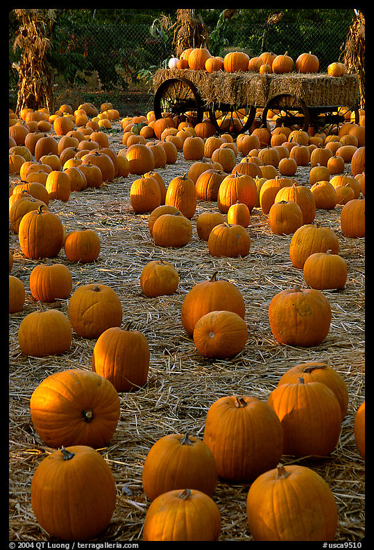 Pumpkin patch. San Jose, California, USA