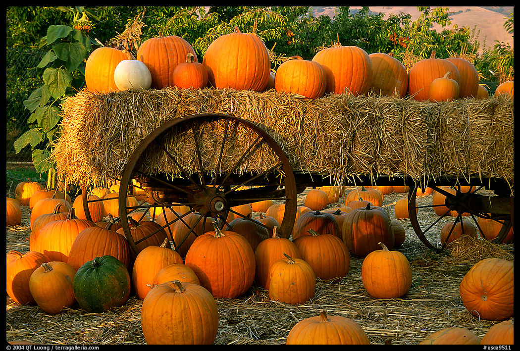 Pumpkin patch. San Jose, California, USA