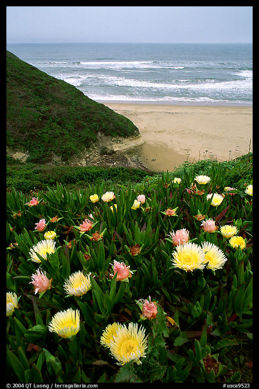 Iceplant flowers and Ocean. San Mateo County, California, USA