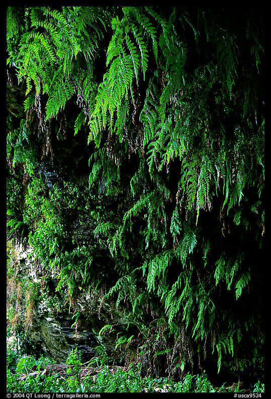 Fern grotto, Wilder Ranch State Park. SF Bay area, California, USA