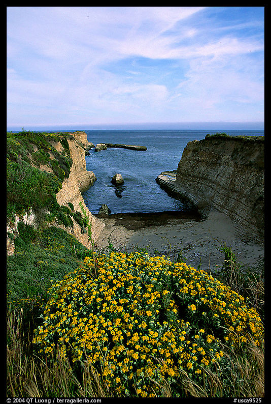 Wildflowers and cliffs, Wilder Ranch State Park, afternoon. SF Bay area, California, USA