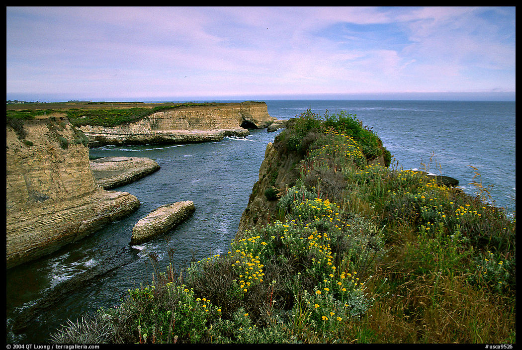 Wildflowers and cliffs, Wilder Ranch State Park, afternoon. SF Bay area, California, USA