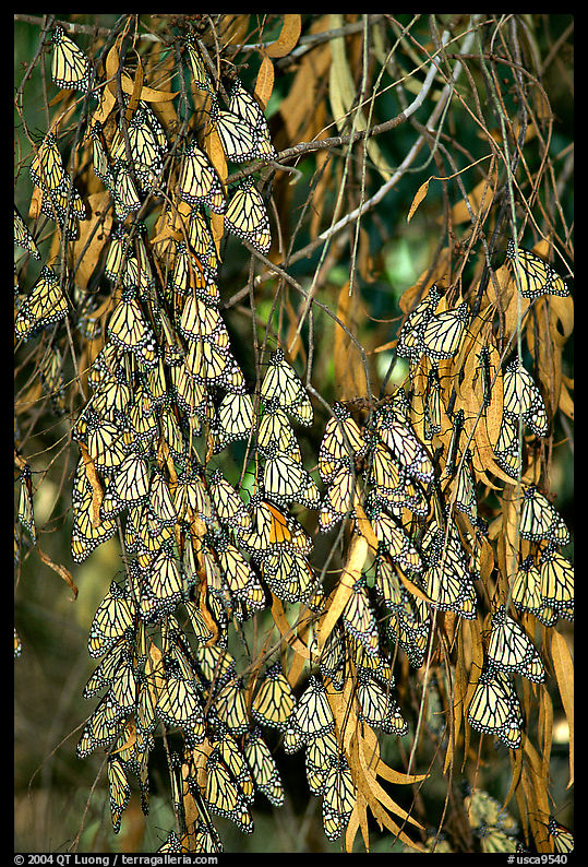 Monarch butterflies, Natural Bridges State Park. Santa Cruz, California, USA