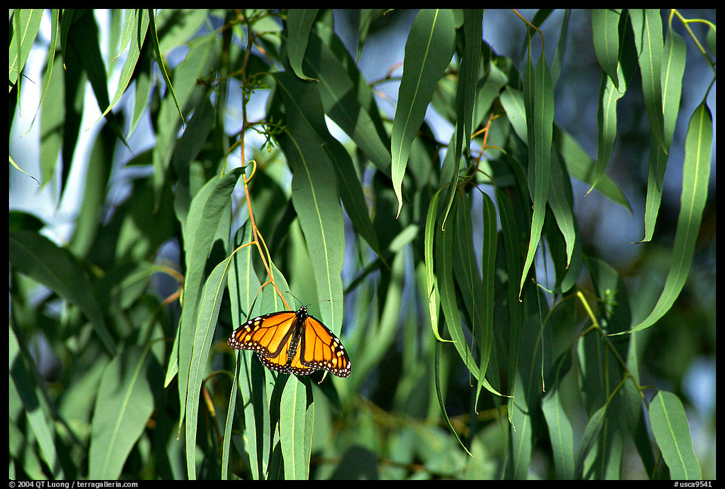 Monarch butterfly in Eucalyptus tree, Natural Bridges State Park. Santa Cruz, California, USA