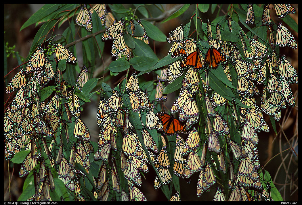 Cluster of Monarch butterflies, Natural Bridges State Park. Santa Cruz, California, USA