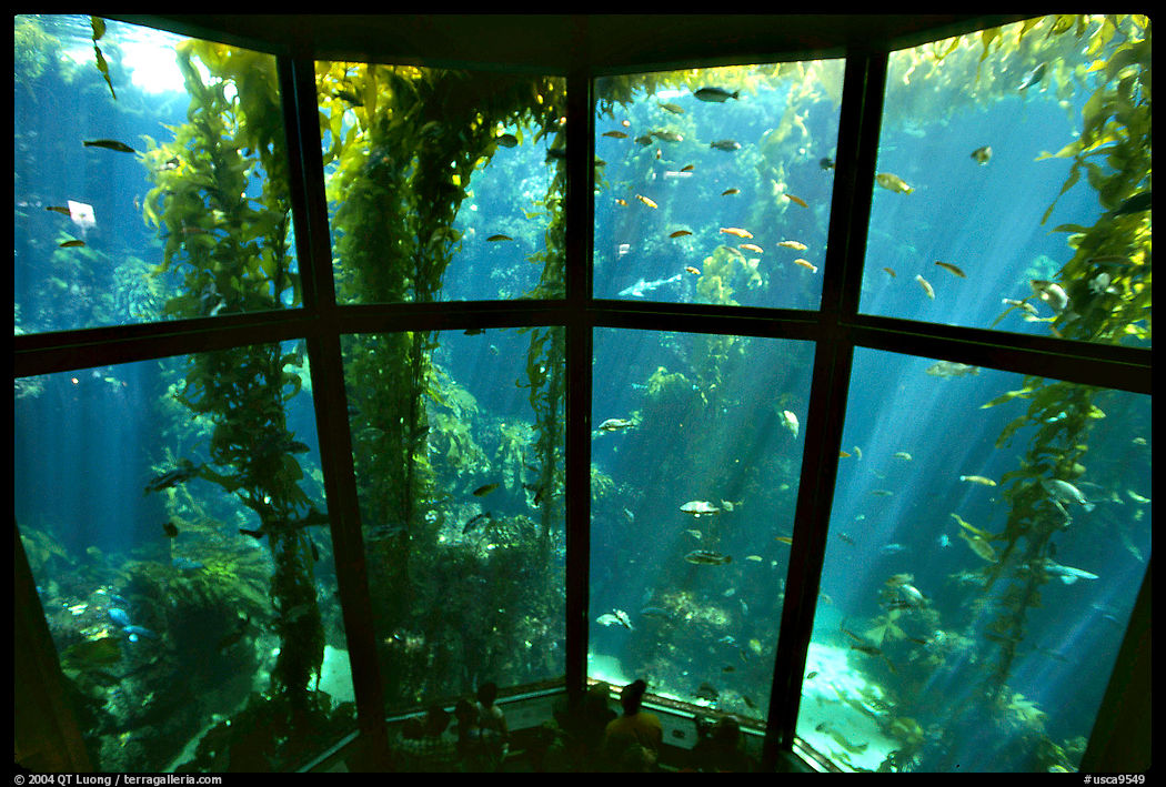 Kelp exhibit, Monterey Aquarium, Monterey. Monterey, California, USA