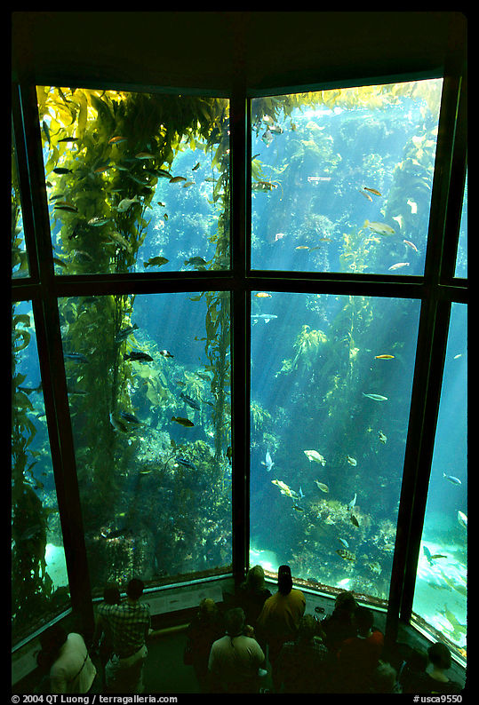 Kelp exhibit, Monterey Aquarium, Monterey. Monterey, California, USA