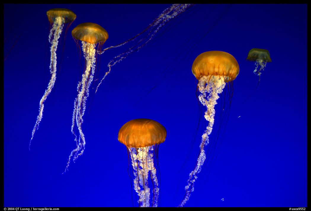 Jellyfish exhibit, Monterey Aquarium, Monterey. Monterey, California, USA