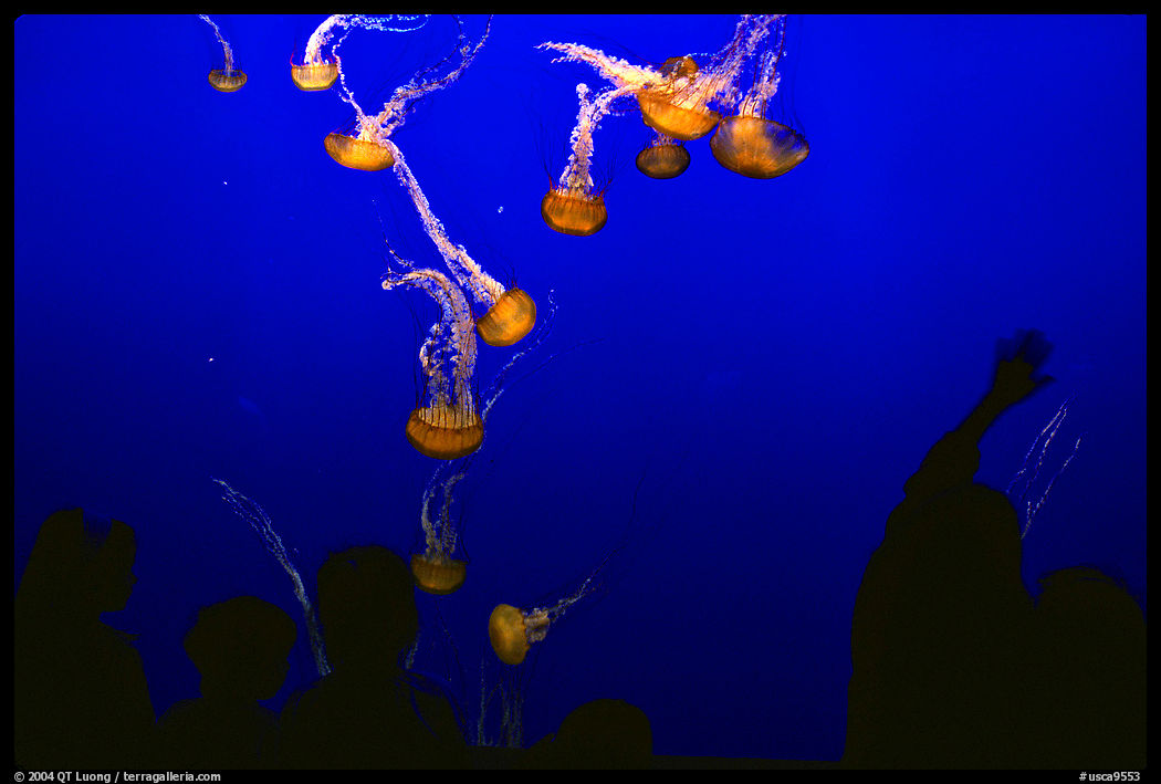 Visitors and Jellyfish, Monterey Aquarium, Monterey. Monterey, California, USA