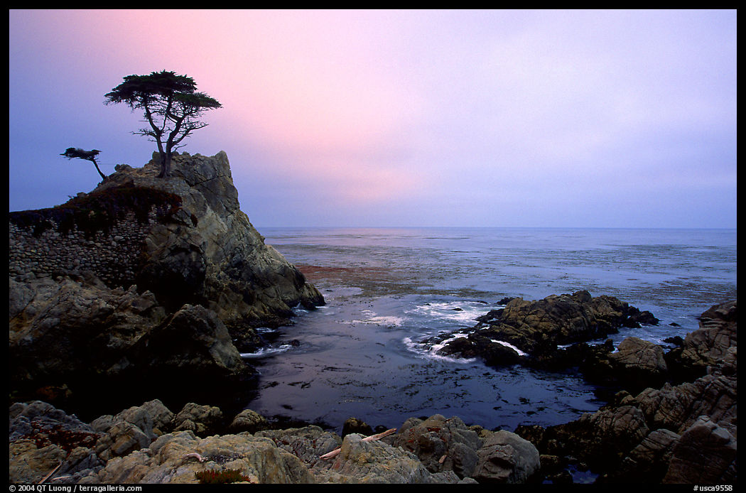Lone Cypress, sunset, seventeen-mile drive, Pacific Grove. California, USA