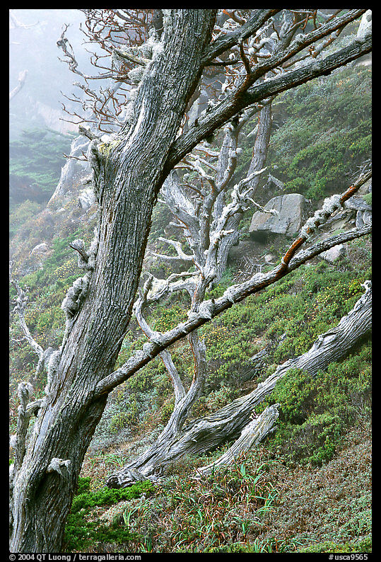 Trees on fog, Allan Memorial Grove. Point Lobos State Preserve, California, USA