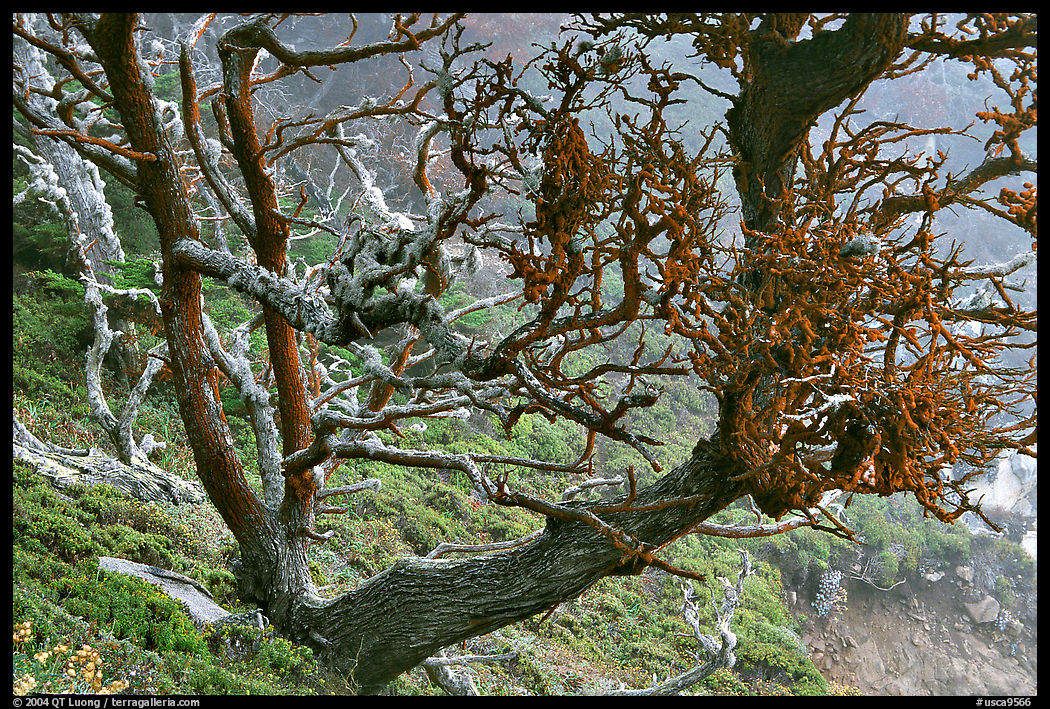 Carotene-covered trees, Allan Memorial Grove. Point Lobos State Preserve, California, USA