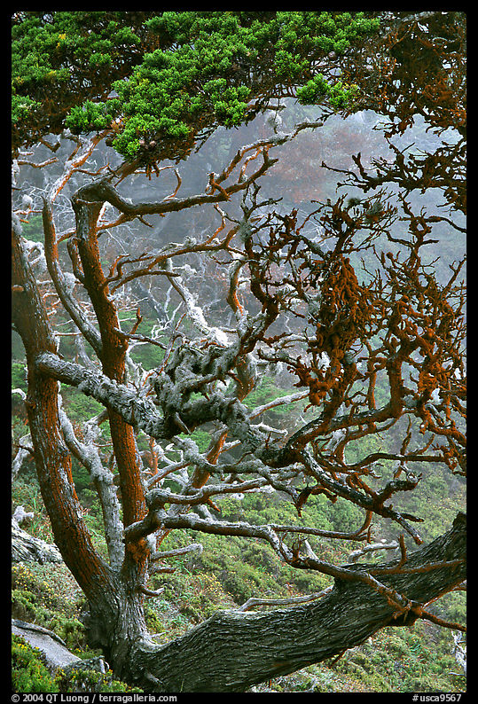 Carotene-covered trees, Allan Memorial Grove. Point Lobos State Preserve, California, USA