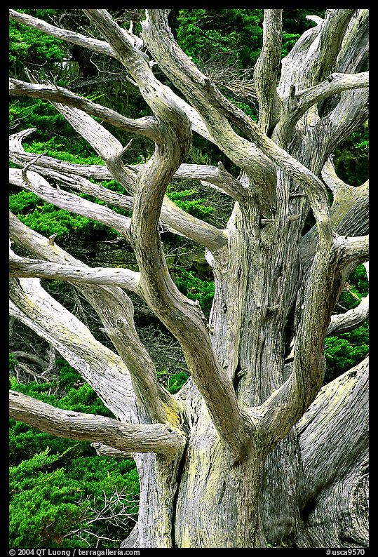 Dead tree. Point Lobos State Preserve, California, USA