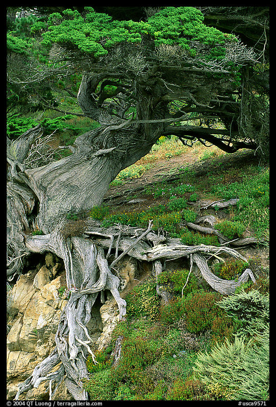 Roots of Veteran cypress tree. Point Lobos State Preserve, California, USA