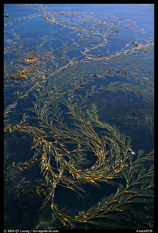 Kelp. Point Lobos State Preserve, California, USA