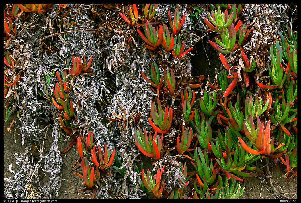 Ice plant, Carmel River State Beach. Carmel, California, USA