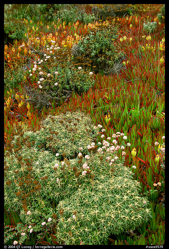 Flowers and ice plant, Carmel River State Beach. Carmel, California, USA