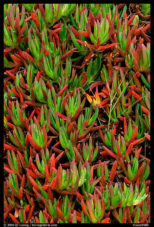 Ice plant, Carmel River State Beach. Carmel, California, USA