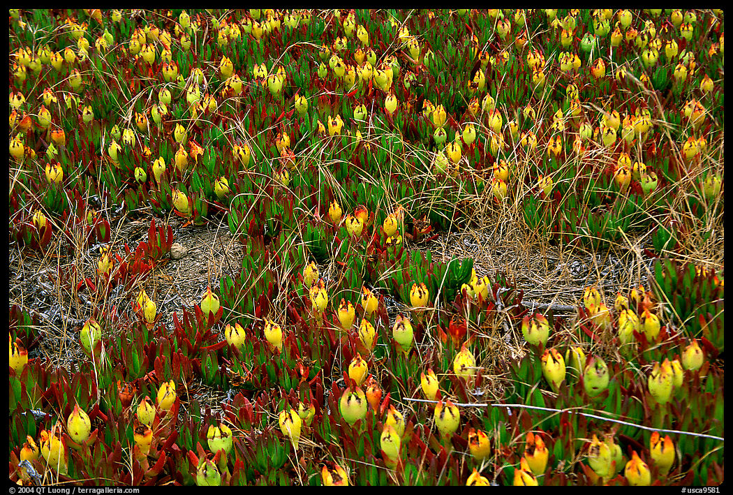 Ice plant, Carmel River State Beach. Carmel, California, USA