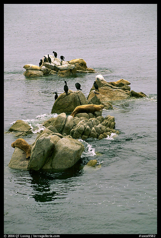 Rocks with birds and seals. Carmel, California, USA