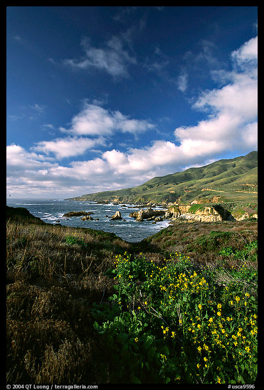 Wildflowers and coast, Garapata State Park, afternoon. Big Sur, California, USA