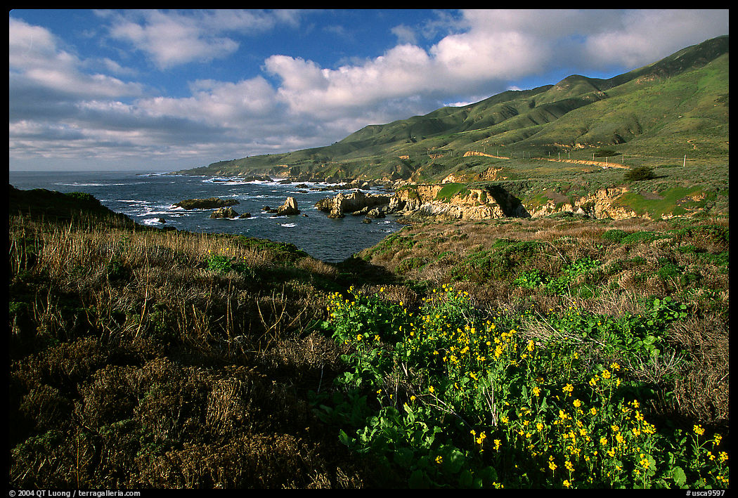 Wildflowers and coast, Garapata State Park, afternoon. Big Sur, California, USA