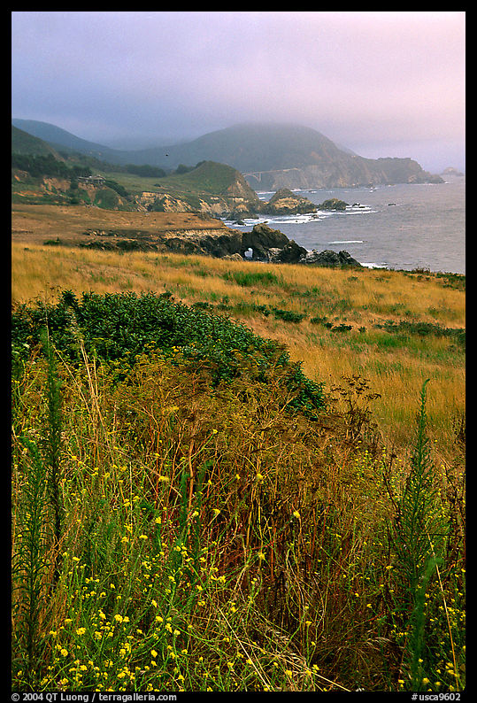 Summer grasses and fog near Rocky Point. Big Sur, California, USA