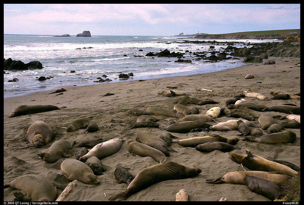 Elephant seals on a beach near San Simeon. California, USA