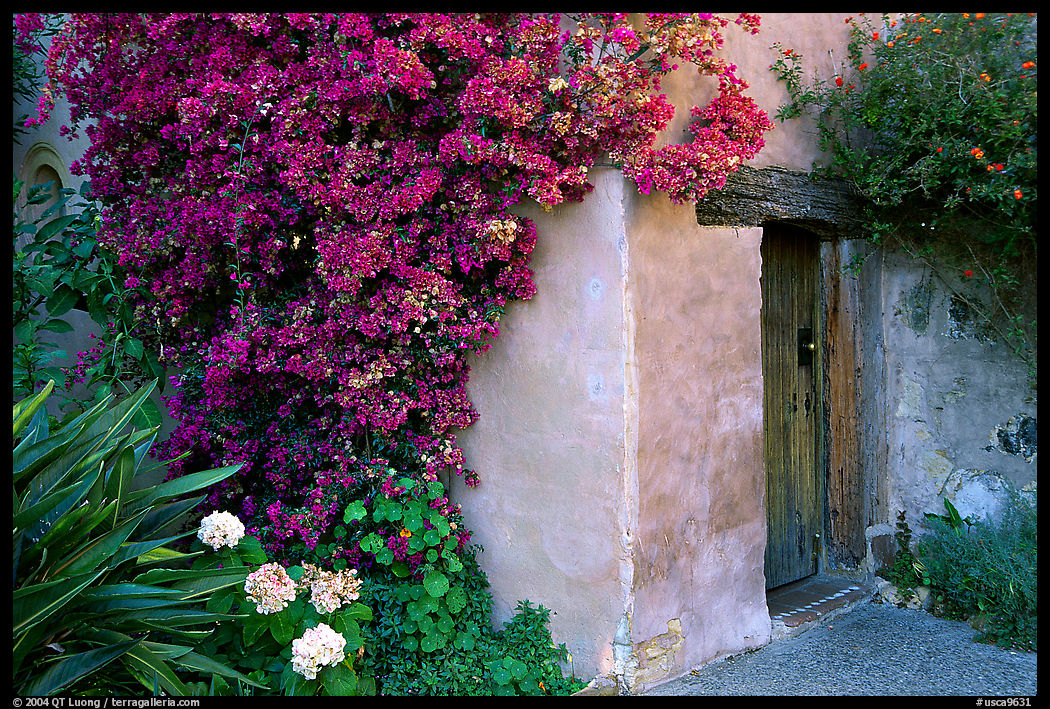 Flowers and wall of Mission. Carmel, California, USA