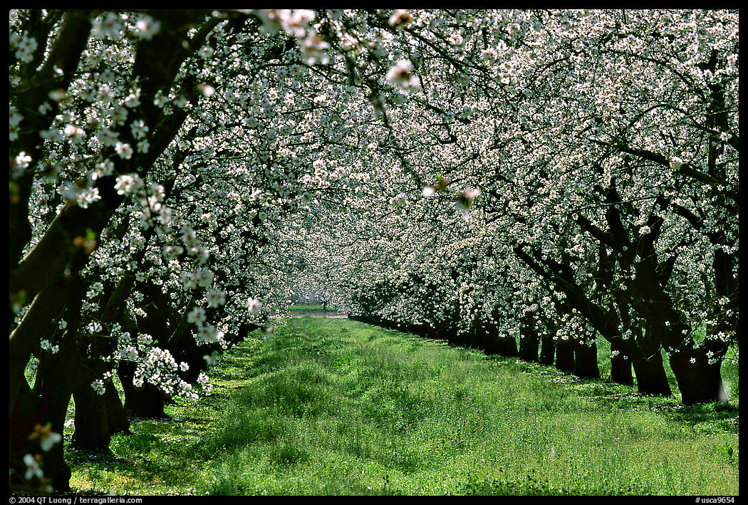 Orchards trees in bloom, San Joaquin Valley. California, USA
