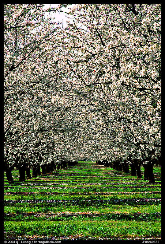 Orchards trees in bloom, Central Valley. California, USA