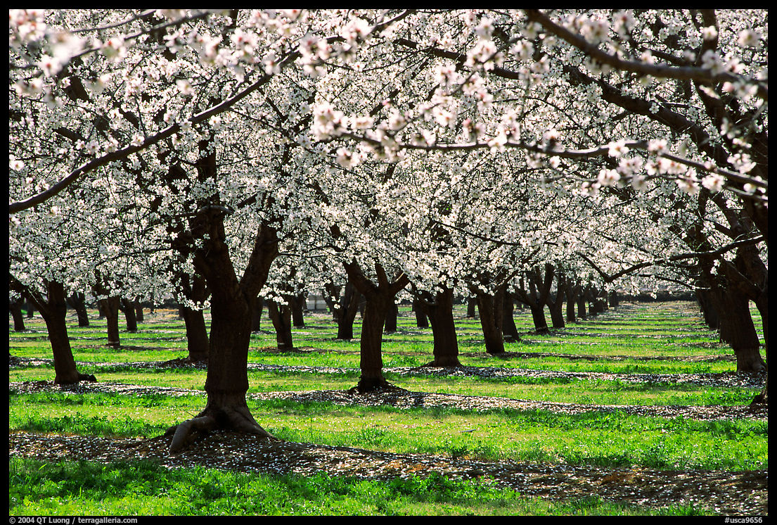 Orchards trees in blossom, Central Valley. California, USA
