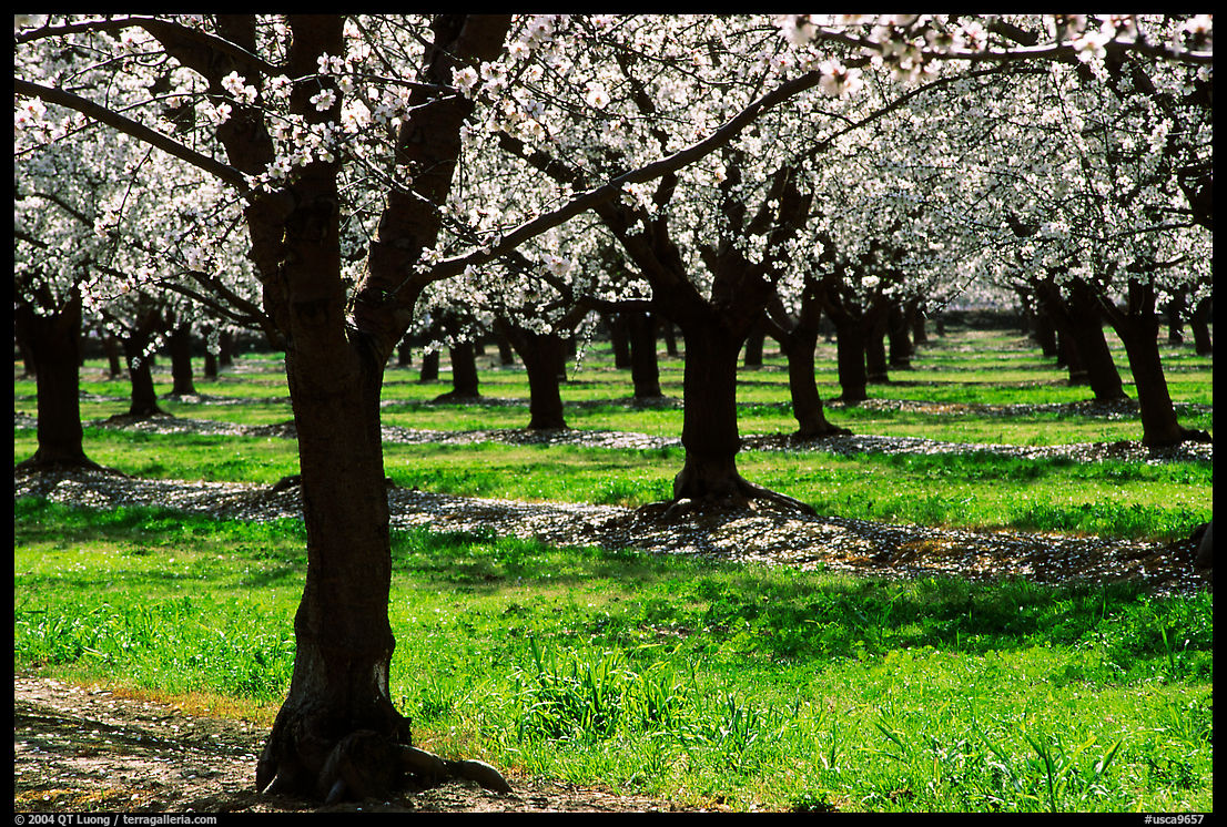 Orchards trees in blossom, San Joaquin Valley. California, USA