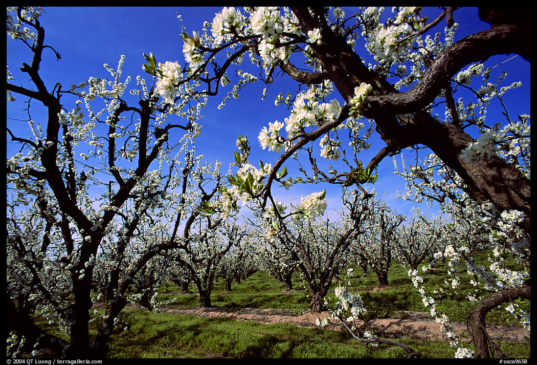 Orchards trees in blossom, Central Valley. California, USA