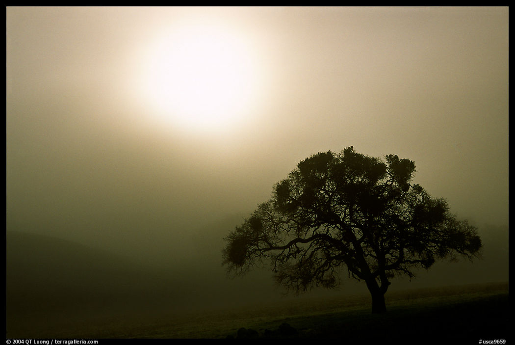 Sun, fog and oak tree, San Joaquin Valley. California, USA