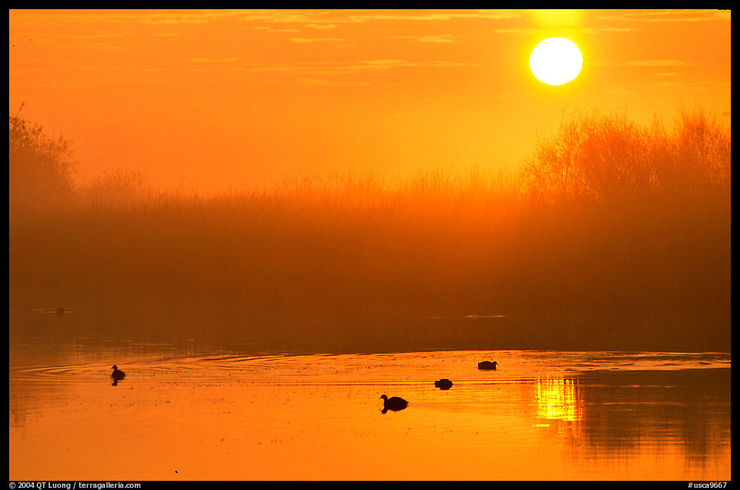 Sunrise, fog,  and water birds, Kern National Wildlife Refuge. California, USA