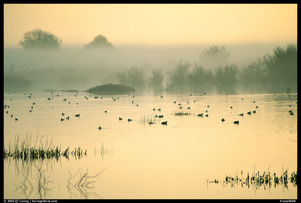 Fog  and water birds, Kern National Wildlife Refuge. California, USA