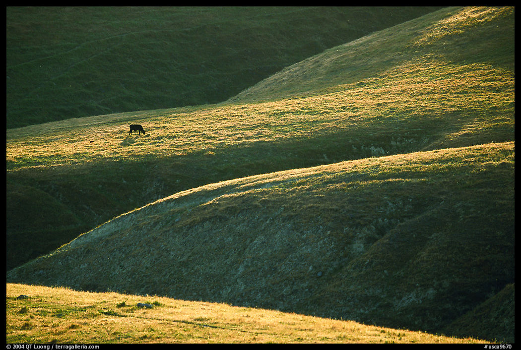 Cow on hilly pasture, Southern Sierra Foothills. California, USA
