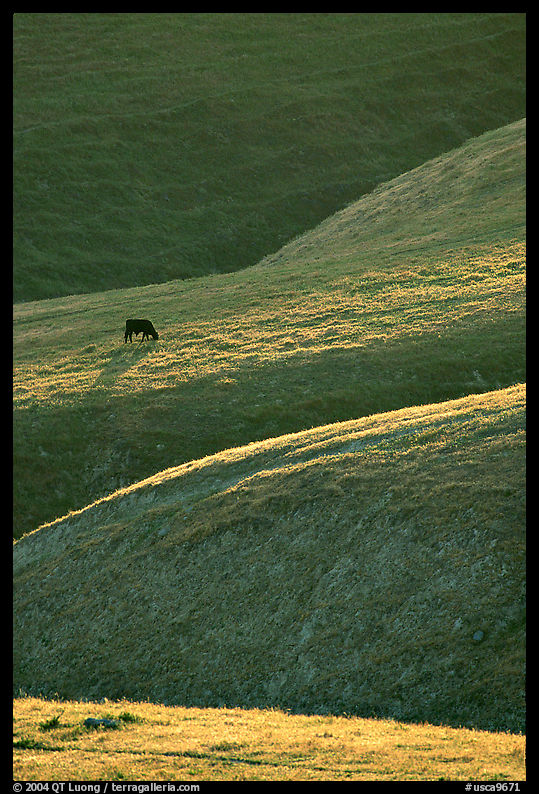 Cow on hilly pasture, Southern Sierra Foothills. California, USA