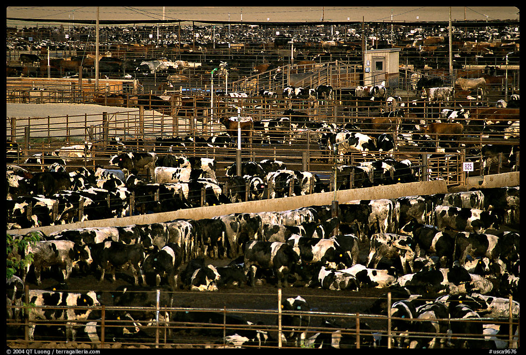 Cattle, Central Valley. California, USA