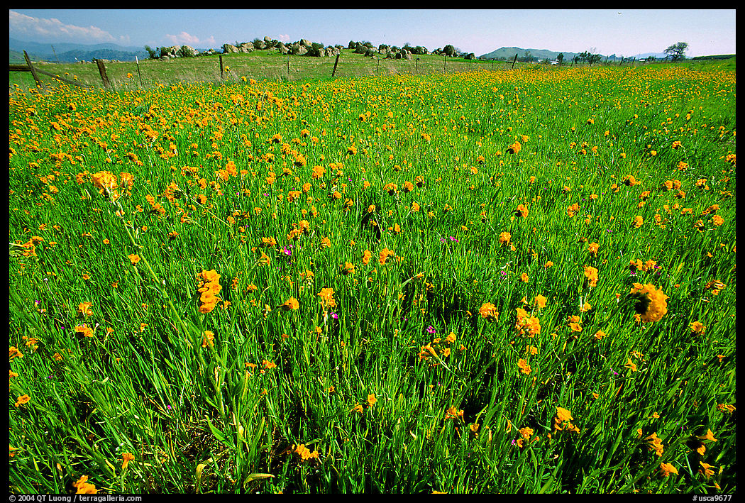Wildflowers and fence, Central Valley. California, USA
