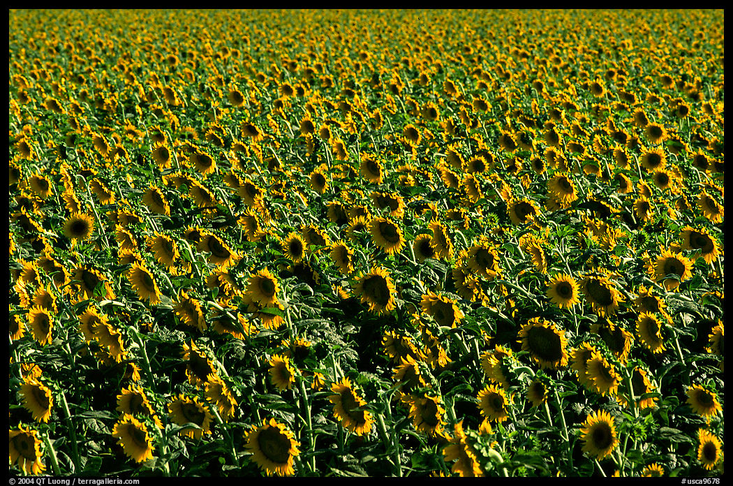Sunflowers, Central Valley. California, USA