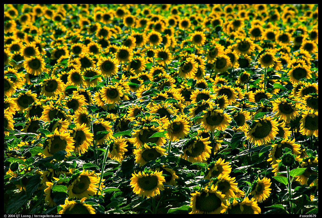 Sunflowers, Central Valley. California, USA