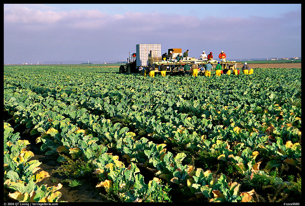 Farm workers picking up salads, Salinas Valley. California, USA