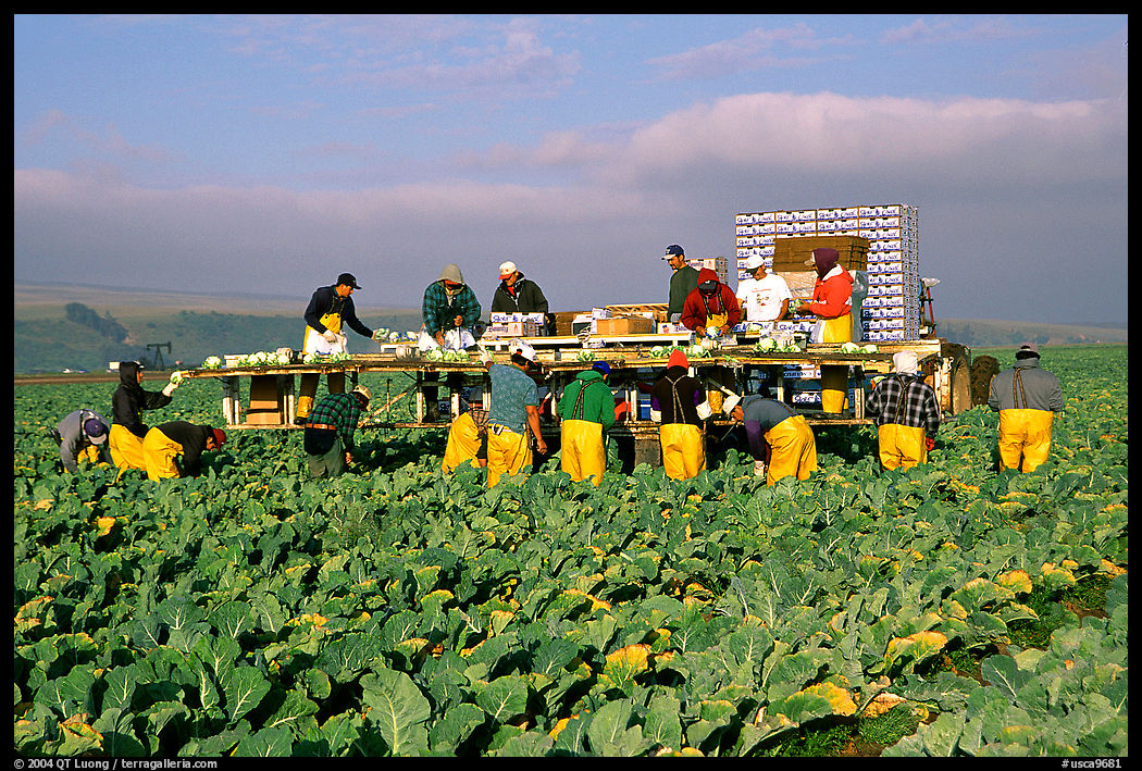 Farm workers picking up salads, Salinas Valley. California, USA